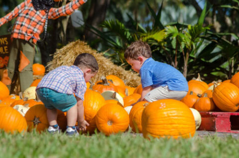 Pumpkin Patch - Pintos Farm